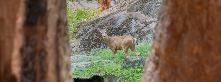 "Deer Between Sequoias": A young deer between two sequoias in Giant Forest, in the southern Sierra Nevada east of the San Joaquin Valley.