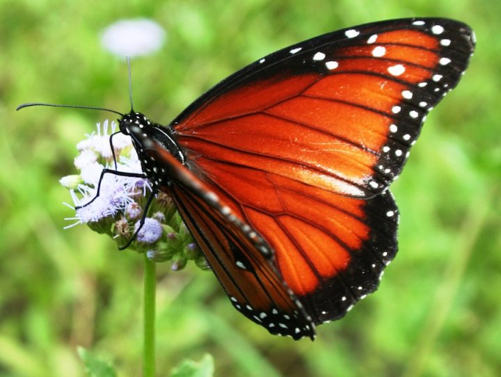 Queen Butterfly on Blue Mistflower