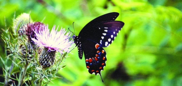 "Butterfly on Thistle": A tiger swallowtail butterfly on a thistle. Credit: Shenandoah National Park, National Park Service, public domain.