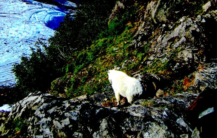 "Mountain Goat". A Mountain Goat on cliff above a glacier. Credit: Kenai Fjords National Park, National Park Service, public domain.