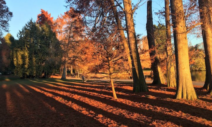 Photo: "Greenlake in the Fall", an expanse of water and green space in the center of a dense urban neighborhood. By Bruce at C89.5.