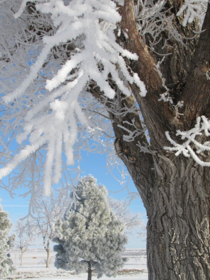"Frost Covered Cottonwood and Pine". Credit: Bighorn Canyon National Recreation Area, National Park Service, public domain