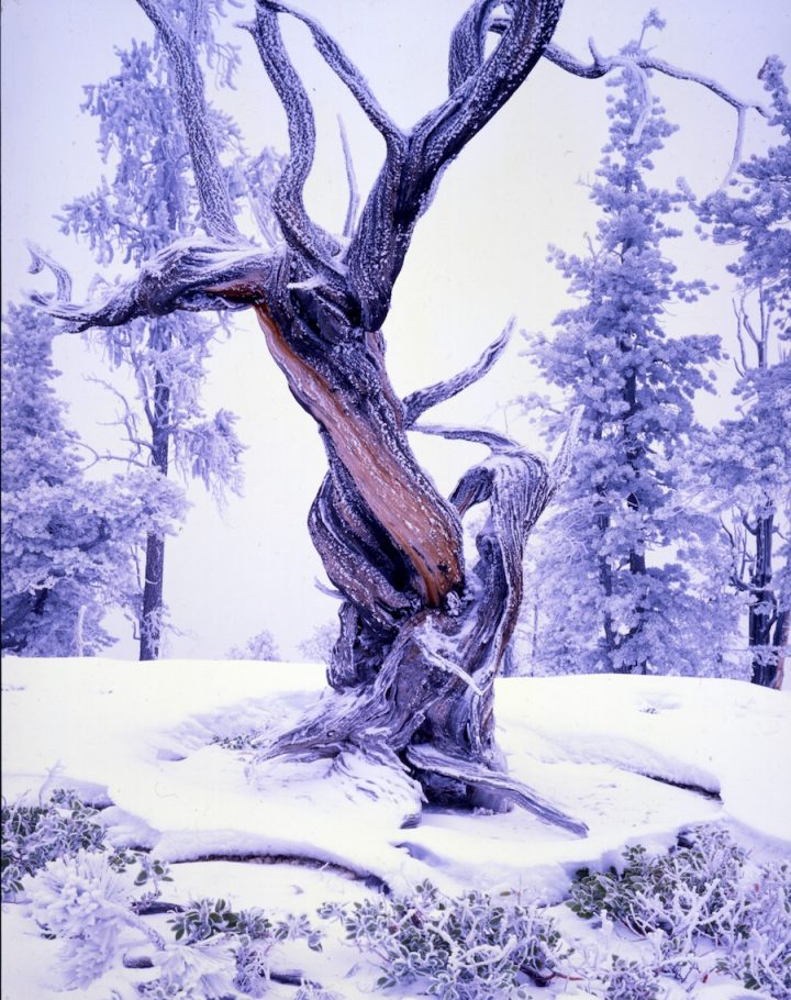 "Snow Covered Bristlecone". Credit: Bryce Canyon National Park, National Park Service, public domain.