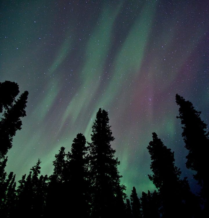 "Aurora Over Trees". Credit: Denali National Park and Preserve, National Park Service, public domain [i].