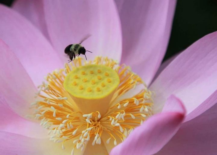 "Bee on Lotus Flower". Credit: Kenilworth Park & Aquatic Gardens, National Park Service, public domain