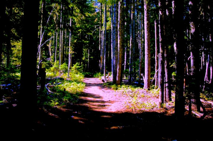 Trail in forest