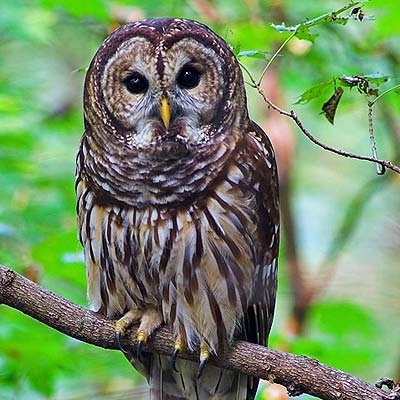 "Barred Owl". Credit: Obed Wild and Scenic River (National Park Service), public domain.