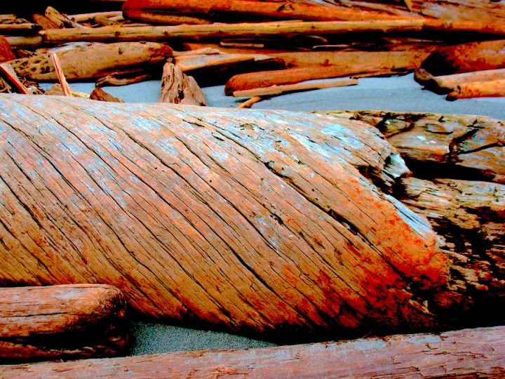 Driftwood on the beach.