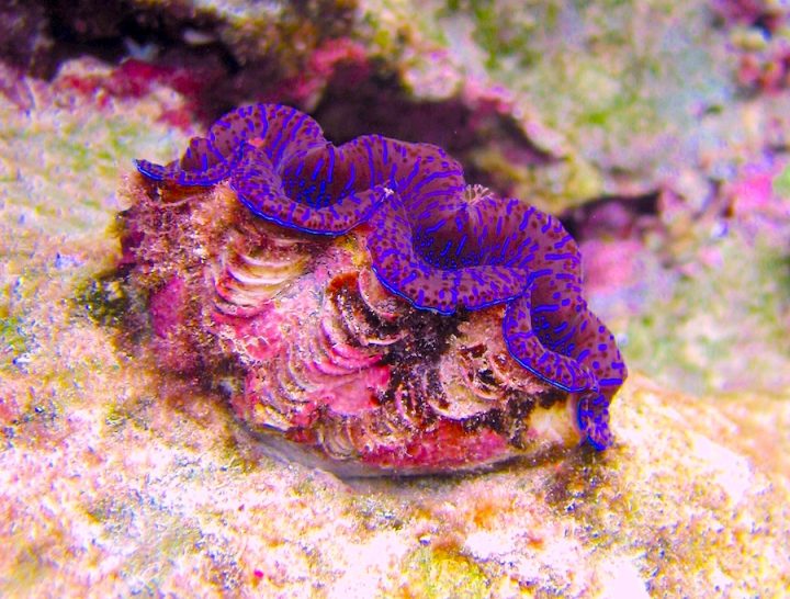 Giant clam with vivid purple features.