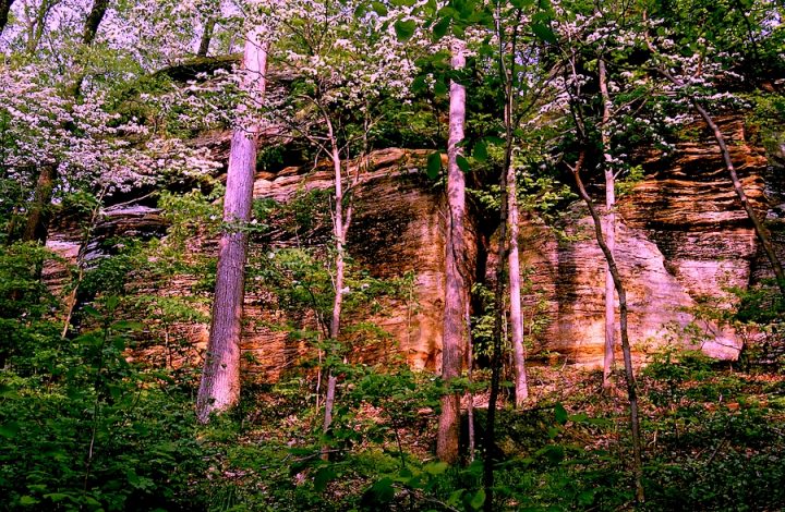 Trees on a mountain ledge