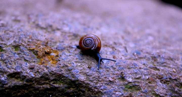 Snail on a damp rock