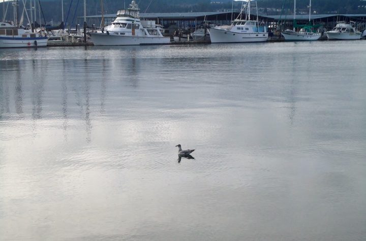 Bird on the water in a port area with boats in the background.