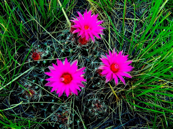 Bright pink flowers on a greenery with pin cushions.