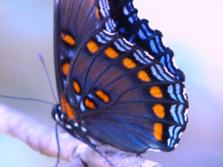 A colorful butterfly on a branch.