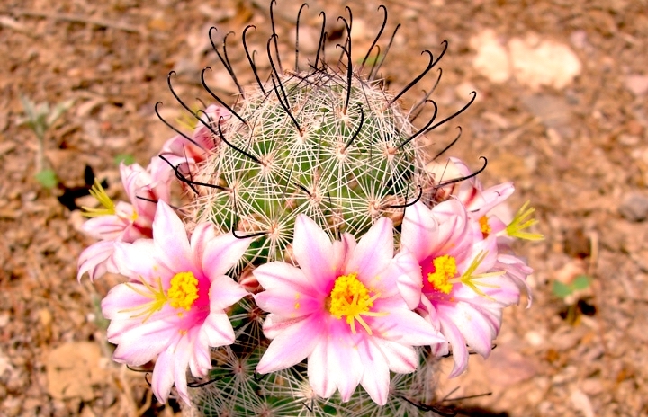 Pincusion cactus with bright pink and yellow flowers.