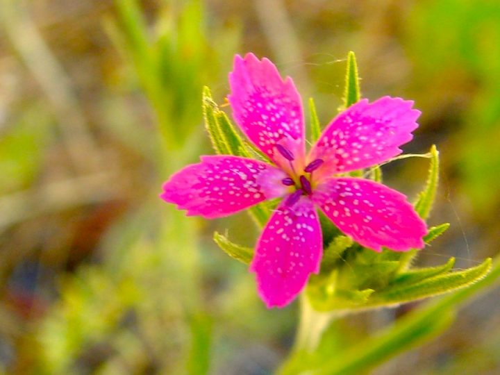 Vivid pink flower with 5 petals with a background of natural greenery.