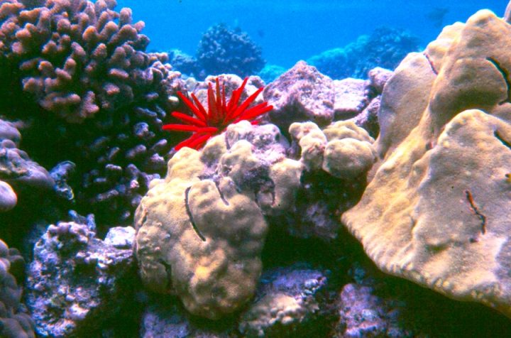 Colorful coral reef with slate pencil urchin, and Porites coral.