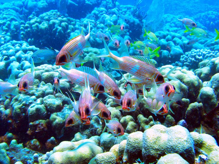 A colorful underwater scene with Squirrelfish and Grunts hovering over a reef.