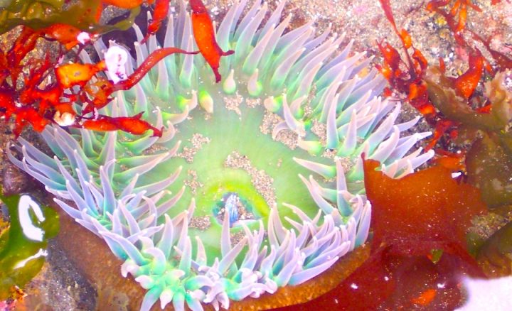 A Giant Green Anemone in a colorful tidepool.
