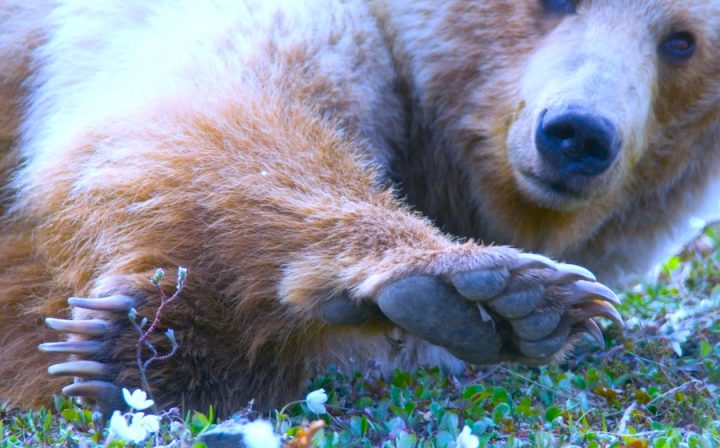Grizzly Bear close up photo.