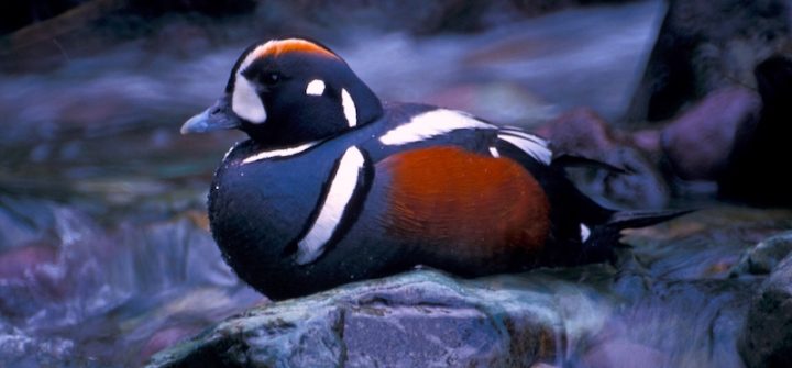A colorful duck perched on a rock in the middle of a mountain stream.