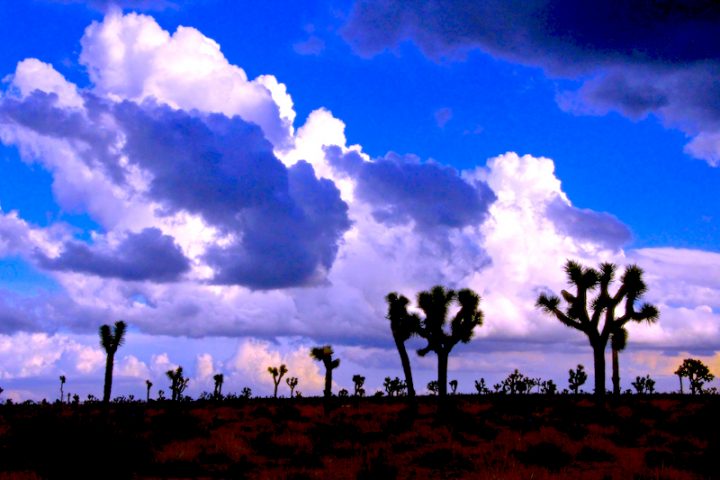 Fluffy white and blue clouds over a desert landscape dotted with joshua trees at dusk.