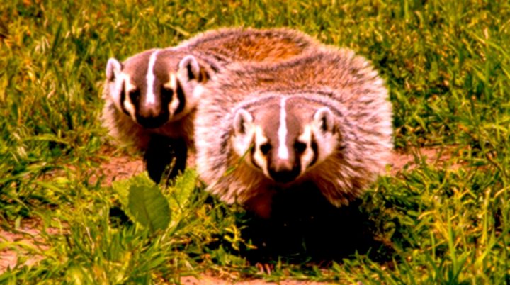 Two brown and white badgers on green grass.