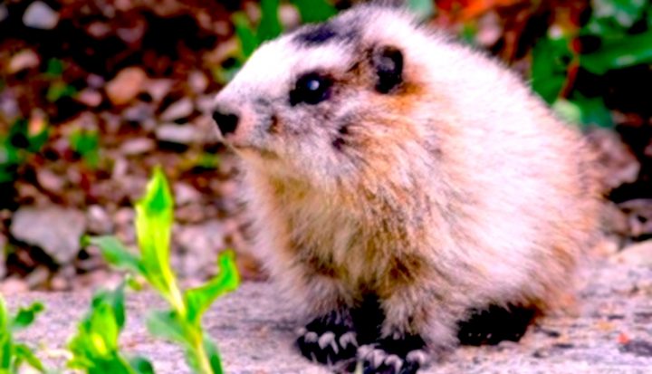 A baby marmot sitting on the ground near a green plant.