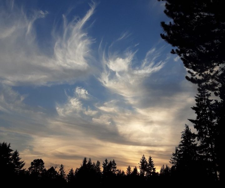 White swirly clouds in a blue sky with trees at dusk.