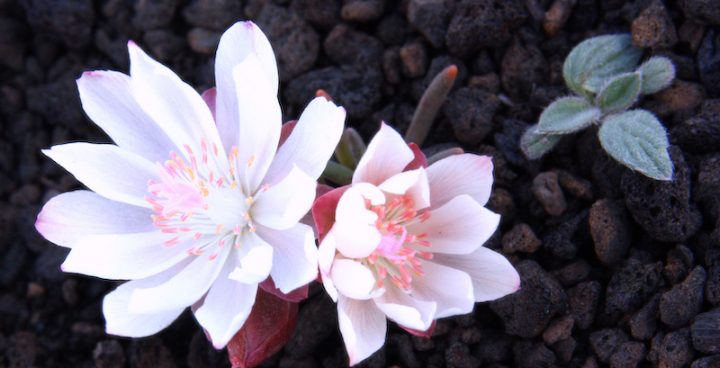Closeup of a white bitterroot flower white with a vague pink tinge, growing in a bed of volcanic rock.