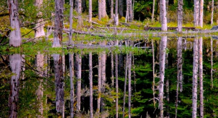 A clear pond showing the reflection of the trees on the shoreline.