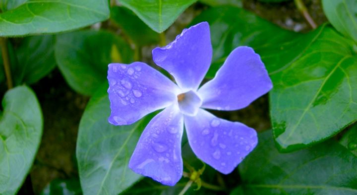 A purple Periwinkle flower with dew drops, on a background of green leaves.