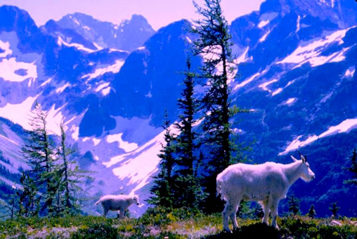 Two white mountain goats in the foreground are standing above a steep vegetated decline with sparse evergreen trees. A large snow covered valley is below, and tall, rocky mountains, some too steep to hold snow, are in the background. The sky is light blue.