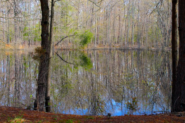 A pond surrounded by trees, likely in the late winter, as there are no leaves on the non-evergreen trees. A single pine tree stands in the foreground. A reflection of the entire forest is seen in the water of the pond.