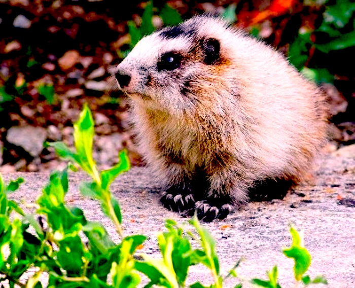 A baby marmot, largely with white fur, and brown eyes, ears, nose and toes. There is some greenery in the foreground, and brown and green foliage in the out-of-focus background.