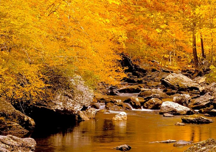 Trees with golden leaves line a quiet stream. The stream has rocks in it. The surrounding landscape is rocky.