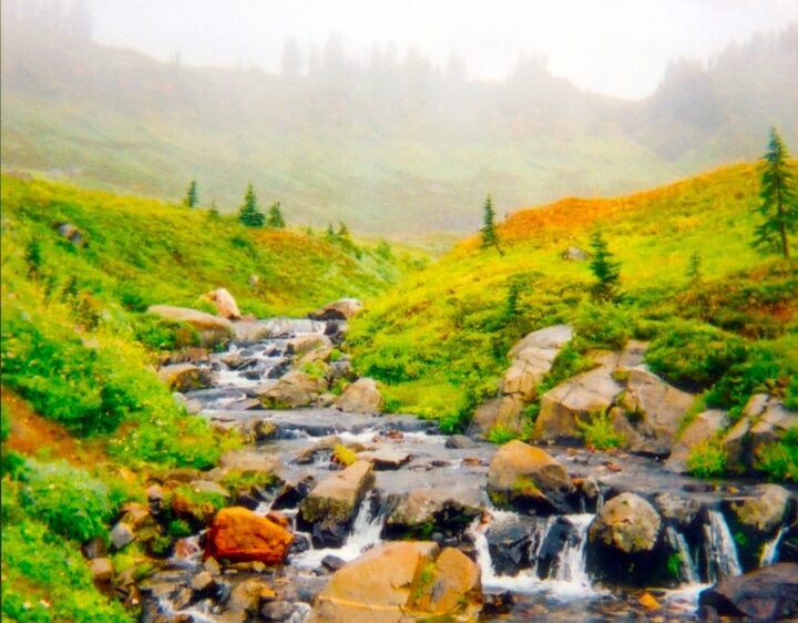 A mid-sized creek flowing down the grassy and hilly side of a large mountain. The creek has rocks in it, and small waterfalls that form as a result of the rocks and elevation decrease. The land surrounding the creek is covered by short shrubbery that is green and yellow. There are sparsely located evergreen trees. In the background is a ridge obscured by mist or fog.