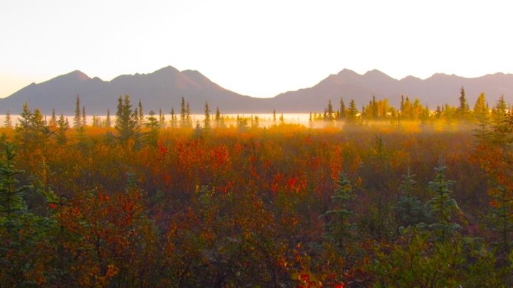 In the foreground is a forest of evergreen and deciduous trees. The deciduous trees and multicolored due to the autumn weather. A low hanging sheet of mist is handing over the trees. In the background are mountains, many kilometers away, that are backlit by a rising sun. The sky is white and washed-out.