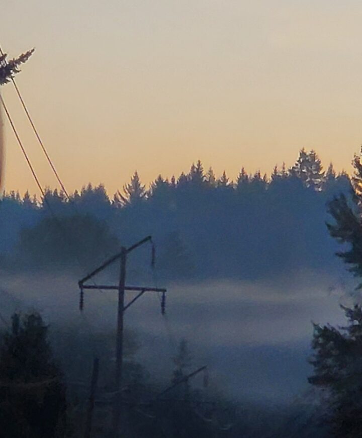 A class of trees surrounding a Dark Yellow, Caramel-like sky in Port Orchard, WA.