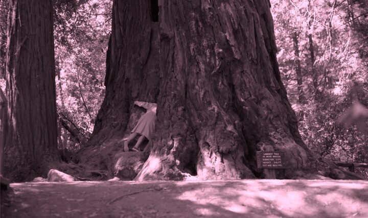 This is a black and white image. The lower two thirds of a person can be seen peaking their upper third into a giant tree trunk's crevice. The tree is about 40 feet across and only the lowest section of the tree can fit in the picture. The giant tree is surrounded by smaller deciduous trees. A sign at the tree says 'Largest Tree At Muir Woods' with elevation, height and age information.