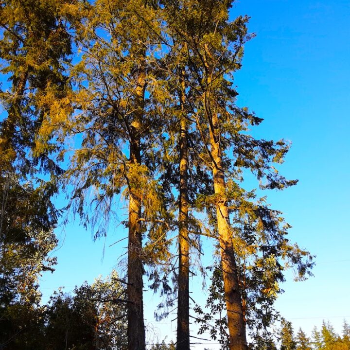 A family of trees getting ready for their warm (sun) bath above the blue sky, clouds, and the sun during the day.