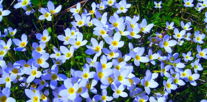 Tiny, delicate wildflowers with white blooms and slender green stems bask in the warm glow of an late winter sunrise.