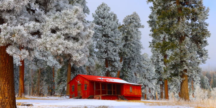 A rustic brown cabin nestled in a snowy forest clearing. Snow-laden evergreen trees stand tall in the background and foreground, framing the quaint cabin. A light dusting of snow blankets the ground, creating a peaceful winter wonderland scene.