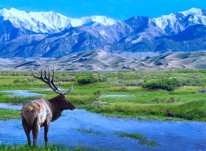 An elk stands near a seasonal stream, looking out over rolling grasslands, sand dunes, and mountains capped with snow in the distance. Clear blue sky above.
