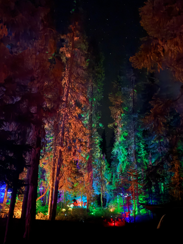 View from the ground looking up at a forest of tall evergreen trees, each lit with a different colored light from below. The night sky above is filled with stars.